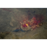 PRESTON IN-LINE DURA FLAT METHOD S