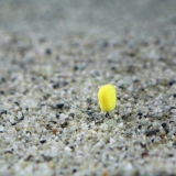 Stg Upters Corn 10mm 10db