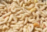 Csonti feh�r